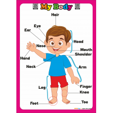 Parts of the Body - İngilizce Vücut Bölümleri Poster Parts of the Body - İngilizce Vücut Bölümleri Poster