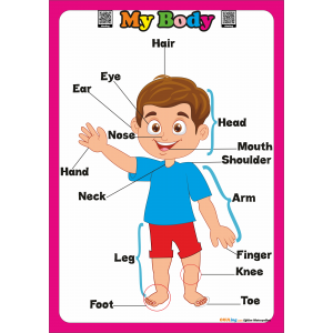 Parts of the Body - İngilizce Vücut Bölümleri Poster Parts of the Body - İngilizce Vücut Bölümleri Poster